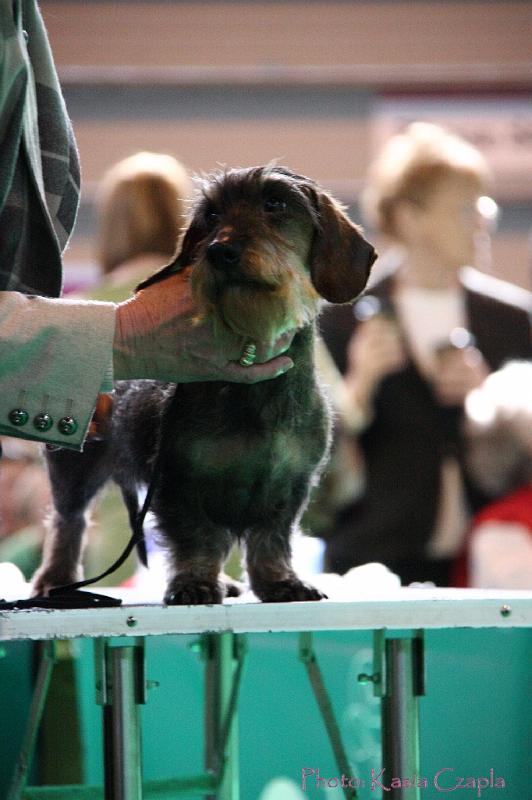 Crufts2011_2 901.jpg